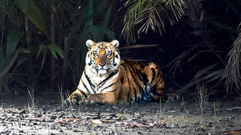 Tiger burning brighter in Sundarbans, but villagers are smiling