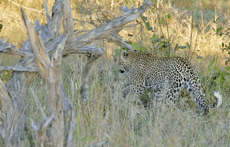 <p>Even after several game drives, many people leave without seeing them. This is because leopards are usually not out during the day – even if they were out, they are probably eating or sleeping on a tree.</p> <p>Leopards are considered some of the most elusive <a href="https://www.animalsaroundtheglobe.com/animals-in-africa/">animals in Africa</a> and often the last of the Big Five to be crossed off the list.</p>           Sharks, lions, tigers, as well as all about cats & dogs!           <a href='https://www.msn.com/en-us/channel/source/Animals%20Around%20The%20Globe%20US/sr-vid-ryujycftmyx7d7tmb5trkya28raxe6r56iuty5739ky2rf5d5wws?ocid=anaheim-ntp-following&cvid=1ff21e393be1475a8b3dd9a83a86b8df&ei=10'>           Click here to get to the Animals Around The Globe profile page</a><b> and hit "Follow" to never miss out.</b>