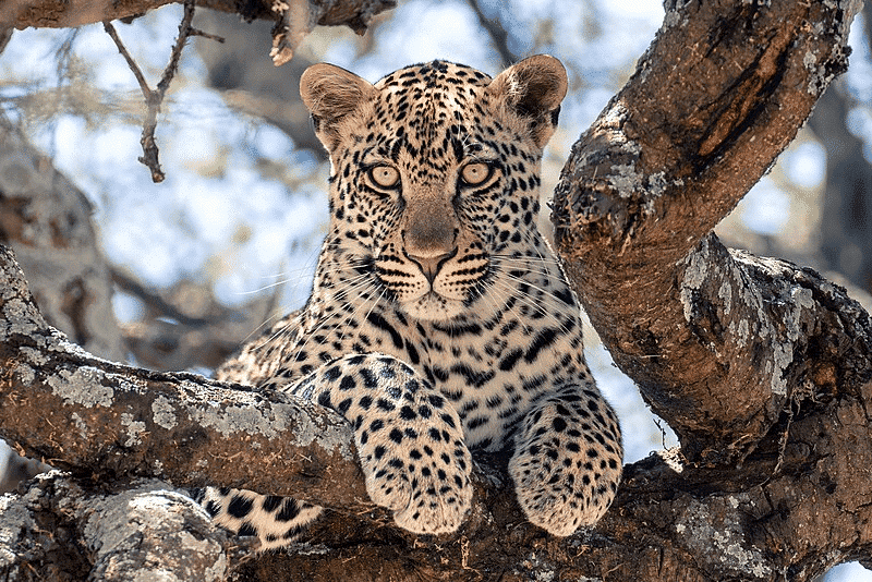 <p>The vast terrain of the <a href="https://www.animalsaroundtheglobe.com/the-6-best-places-to-see-cheetahs/" rel="noreferrer noopener">Kalahari Desert</a> makes it somewhat easier to spot leopards than in the dense savannah or forests of other parks. The desert also has limited opportunities for the leopards to get water, so they gather through water holes.</p> <p>For almost guaranteed leopard watching on a Namibian safari, visit the Okonjima Nature Reserve in northern Namibia. The reserve lies at the foot of the Omboroko Mountains and hosts the AfriCat Foundation, which rehabilitates injured <a class="wpil_keyword_link" href="https://www.animalsaroundtheglobe.com/top-predators-in-the-food-chain/" title="predators">predators</a>. The Kalahari Desert is another address where you can observe the leopards. Always good to check the <a href="https://en.sat24.com/en/af" rel="noreferrer noopener">weather</a> before going.</p>           Sharks, lions, tigers, as well as all about cats & dogs!           <a href='https://www.msn.com/en-us/channel/source/Animals%20Around%20The%20Globe%20US/sr-vid-ryujycftmyx7d7tmb5trkya28raxe6r56iuty5739ky2rf5d5wws?ocid=anaheim-ntp-following&cvid=1ff21e393be1475a8b3dd9a83a86b8df&ei=10'>           Click here to get to the Animals Around The Globe profile page</a><b> and hit "Follow" to never miss out.</b>