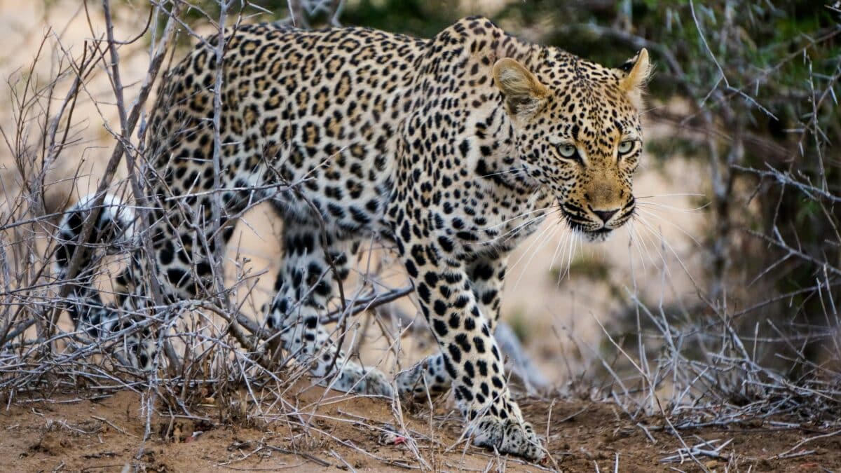 <p>The area is ideal for leopards: lush vegetation to hide in, highly branched trees to climb on and a wealth of prey to stalk. The South African Madikwe Reserve near the Botswana border is another good way to see leopards on a South African safari. It is easily accessible from Johannesburg.</p> <p>Londolozi, in the Sabi Sand Private Reserve, is one of several areas with a high leopard population – with more than 50 leopards living in an area of 100 square kilometers.</p> <p>Sabi Sand is number one on the list of the Best Places to Spot Leopards in Africa. If you need to see a leopard, go to the place where their populations are the densest in Africa – and that means Sabi Sands, a collection of exclusively used private reserves on the western border of <a href="https://www.animalsaroundtheglobe.com/kruger-national-park/" rel="noreferrer noopener">Kruger National Park</a>.</p>           Sharks, lions, tigers, as well as all about cats & dogs!           <a href='https://www.msn.com/en-us/channel/source/Animals%20Around%20The%20Globe%20US/sr-vid-ryujycftmyx7d7tmb5trkya28raxe6r56iuty5739ky2rf5d5wws?ocid=anaheim-ntp-following&cvid=1ff21e393be1475a8b3dd9a83a86b8df&ei=10'>           Click here to get to the Animals Around The Globe profile page</a><b> and hit "Follow" to never miss out.</b>