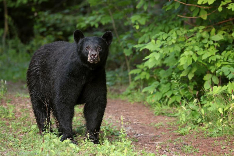 Multiple people infected with worms after eating undercooked bear meat