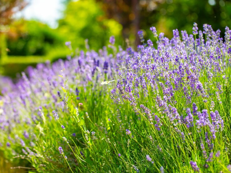 Lavendel düngen Abfallprodukt aus dem Garten ist der beste Dünger