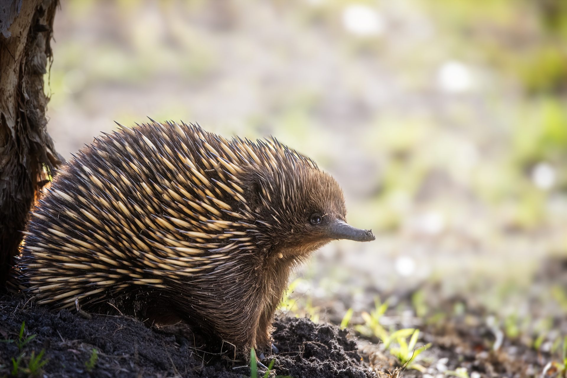 Monotremes, the rare and fascinating mammals that lay eggs