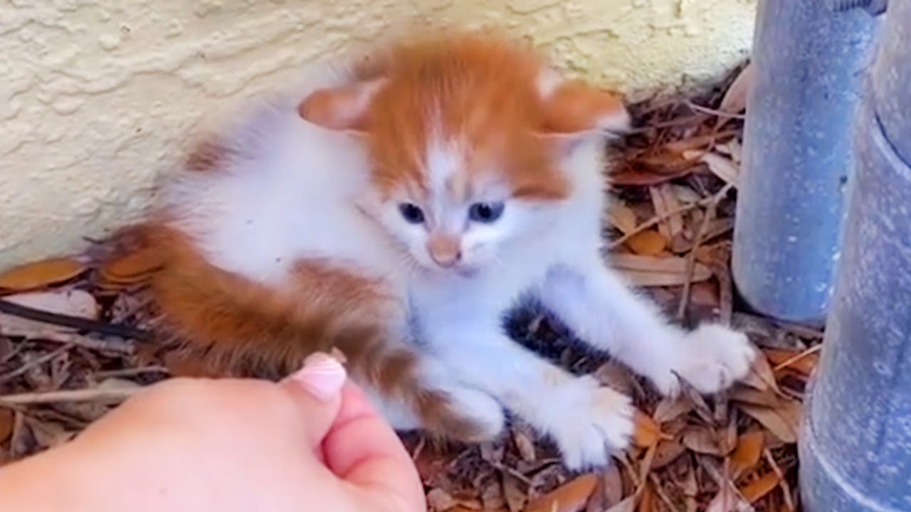 Feral Kitten Transforms into a Cuddly Companion – A Rescue Journey