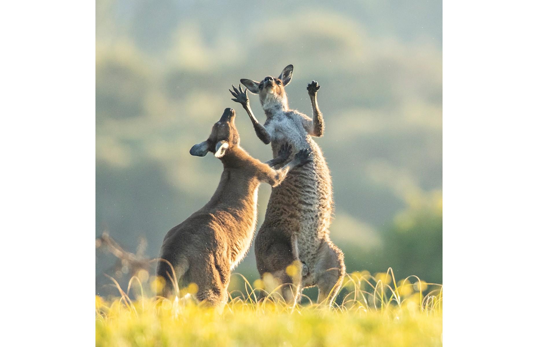 29 witzige Wildtierfotos, die für gute Laune