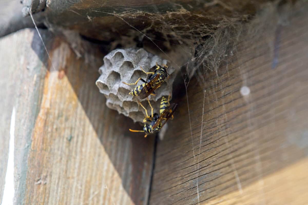 <p>They won’t hesitate to defend their nest if they sense any threats. Therefore, it’s crucial to exercise caution and avoid disturbing a hornet’s nest. If you happen to come across one, it’s best to leave it alone and seek professional assistance for removal.</p> <p>It serves as a safe haven, providing shelter and protection for the precious young and the entire colony as a whole. However, don’t be fooled by their seemingly peaceful existence, as hornets can be fiercely aggressive and protective of their homes. </p> <p>At the heart of each colony lies a mighty queen hornet, responsible for laying the eggs that ensure the colony’s growth and expansion. The nest, made from paper-like material created by the worker hornets, is more than just a cozy abode for the colony.</p> <p>Hornets are impressive social insects that thrive in large, organized communities, better known as colonies. </p>           Sharks, lions, tigers, as well as all about cats & dogs!           <a href='https://www.msn.com/en-us/channel/source/Animals%20Around%20The%20Globe%20US/sr-vid-ryujycftmyx7d7tmb5trkya28raxe6r56iuty5739ky2rf5d5wws?ocid=anaheim-ntp-following&cvid=1ff21e393be1475a8b3dd9a83a86b8df&ei=10'>           Click here to get to the Animals Around The Globe profile page</a><b> and hit "Follow" to never miss out.</b>