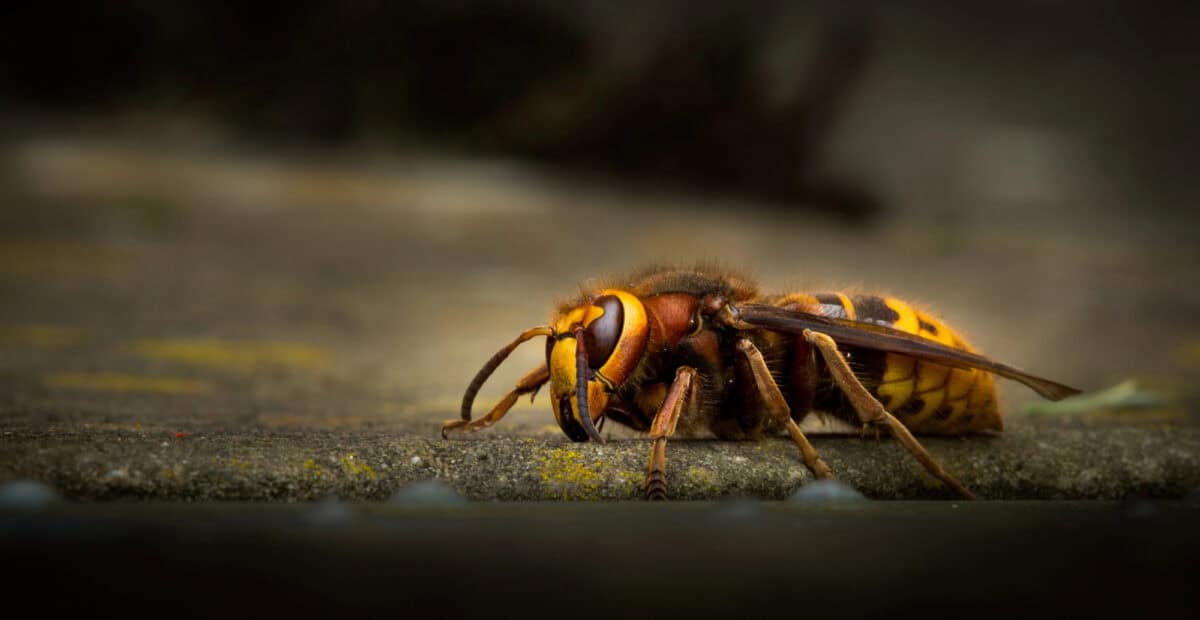 <p>For more information on hornets and their different species, you can visit <a href="https://www.rentokil.com/us/wasp-control/species/" rel="noreferrer noopener">Rentokil</a>.</p> <p>Despite their differences, all hornets are known for their powerful stings and aggressive behavior when their nests are disturbed.</p> <ul>   <li>The European hornet is a large, reddish-brown insect typically found in wooded areas. </li>   <li>The yellow jacket is smaller, yellow, black, and often seen in urban areas. </li>  </ul> <p>Each species of hornet has its unique characteristics, such as size, color, and behavior. For example, </p> <ul>   <li>The European hornet</li>   <li>The Yellow Jacket</li>   <li>The Bald-Faced Hornet</li>  </ul> <p>There are many different species of hornets found all over the world. Some of the most well-known species include:</p>           Sharks, lions, tigers, as well as all about cats & dogs!           <a href='https://www.msn.com/en-us/channel/source/Animals%20Around%20The%20Globe%20US/sr-vid-ryujycftmyx7d7tmb5trkya28raxe6r56iuty5739ky2rf5d5wws?ocid=anaheim-ntp-following&cvid=1ff21e393be1475a8b3dd9a83a86b8df&ei=10'>           Click here to get to the Animals Around The Globe profile page</a><b> and hit "Follow" to never miss out.</b>