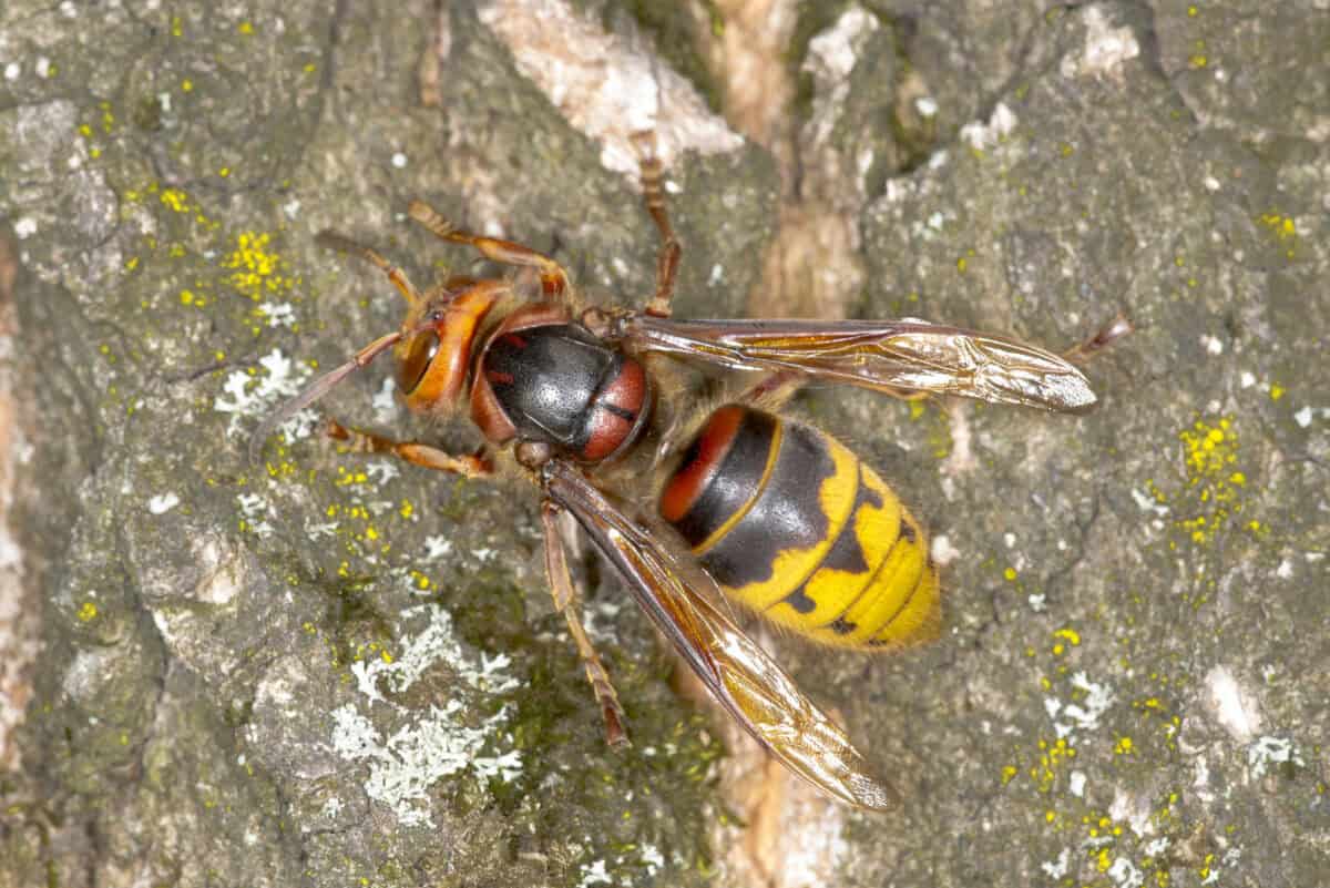<p>Given the dangers posed by hornets’ nests, it is essential to avoid them and seek professional help if a nest is located in a difficult-to-reach area or near a home or building.</p> <ul>   <li><strong>Proximity To Human Activity: </strong>Such as, hornets’ nests can be located near human activity or someone’s home. Therefore, putting people in close contact with the hornets and increases the likelihood of a sting.</li>   <li><strong>Agitation Of Hornets: </strong>If someone tries to disturb the nest, the hornets will become agitated and may attack. It can result in multiple stings and a dangerous situation.</li>   <li><strong>Painful Stings:</strong> Want to compare to another <a href="https://www.animalsaroundtheglobe.com/deathstalker-scorpion-sting/">another sting</a>? Hornets can cause painful stings that can be dangerous to people allergic to their venom. The venom of a hornet contains chemicals that can cause swelling, redness and intense pain at the site of the sting. In severe cases, an allergic reaction to the venom can be life-threatening.</li>   <li><strong>Damage To Structures:</strong> If they are located in or near a building, the nests can damage structures. The paper-like material used to construct the nest can be abrasive and can cause damage to siding, roofing, and other parts of a building. In addition, the weight of the nest can also be a concern if it is located on a building or different structure.</li>  </ul> <p>Hornets’ nests pose a significant danger to people and their surroundings for several reasons:</p>           Sharks, lions, tigers, as well as all about cats & dogs!           <a href='https://www.msn.com/en-us/channel/source/Animals%20Around%20The%20Globe%20US/sr-vid-ryujycftmyx7d7tmb5trkya28raxe6r56iuty5739ky2rf5d5wws?ocid=anaheim-ntp-following&cvid=1ff21e393be1475a8b3dd9a83a86b8df&ei=10'>           Click here to get to the Animals Around The Globe profile page</a><b> and hit "Follow" to never miss out.</b>