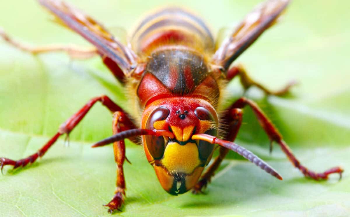 <ol>   <li><strong>Keep food and garbage covered: </strong>Hornets are attracted to food and garbage, so it is important to keep these items covered and stored in sealed containers.</li>   <li><strong>Keep sugary drinks covered: </strong>Hornets are also attracted to sugary drinks, so it is important to keep them covered when you are outside.</li>   <li><strong>Trim back vegetation: </strong>Trimming back trees, shrubs, and other vegetation can help reduce the number of cover hornets has to build their nests.</li>   <li><strong>Seal cracks and holes:</strong> Sealing cracks and holes in your home, garage, and other structures can help prevent hornets from entering and building nests inside.</li>   <li><strong>Use yellow lights: </strong>Hornets are attracted to white lights, so using yellow instead can help keep them away from your home.</li>  </ol> <p>Here are some tips to help prevent hornets from building nests in or near your home or yard:</p>           Sharks, lions, tigers, as well as all about cats & dogs!           <a href='https://www.msn.com/en-us/channel/source/Animals%20Around%20The%20Globe%20US/sr-vid-ryujycftmyx7d7tmb5trkya28raxe6r56iuty5739ky2rf5d5wws?ocid=anaheim-ntp-following&cvid=1ff21e393be1475a8b3dd9a83a86b8df&ei=10'>           Click here to get to the Animals Around The Globe profile page</a><b> and hit "Follow" to never miss out.</b>