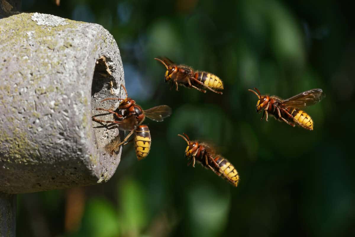 <p>The exterior of the nest is often bumpy and rough to the touch, providing an extra layer of protection for the smooth and delicate interior, which is guarded by multiple layers. So, next time you come across a hornet’s nest, you’ll know just what to look for!</p> <p>The shape of the nest often depends on its location, with tree-dwelling nests being more cylindrical and those located in buildings or other structures being flatter. Evidently, you can find these nests in various places, from trees to buildings, with a typical color of gray or brown. </p> <p>Comparatively, a hornet’s nest can resemble a round ball, similar to a small pumpkin, or be more cylindrical if nestled in a tree. The size of the nest can vary tremendously, ranging from as small as a golf ball for a few hundred hornets to as large as a basketball for a massive colony of thousands.</p> <p>If you’re curious about what a hornet’s nest looks like, get ready for some fascinating details! These remarkable structures are made of a unique, papery material and can take on a variety of shapes and sizes. </p>           Sharks, lions, tigers, as well as all about cats & dogs!           <a href='https://www.msn.com/en-us/channel/source/Animals%20Around%20The%20Globe%20US/sr-vid-ryujycftmyx7d7tmb5trkya28raxe6r56iuty5739ky2rf5d5wws?ocid=anaheim-ntp-following&cvid=1ff21e393be1475a8b3dd9a83a86b8df&ei=10'>           Click here to get to the Animals Around The Globe profile page</a><b> and hit "Follow" to never miss out.</b>