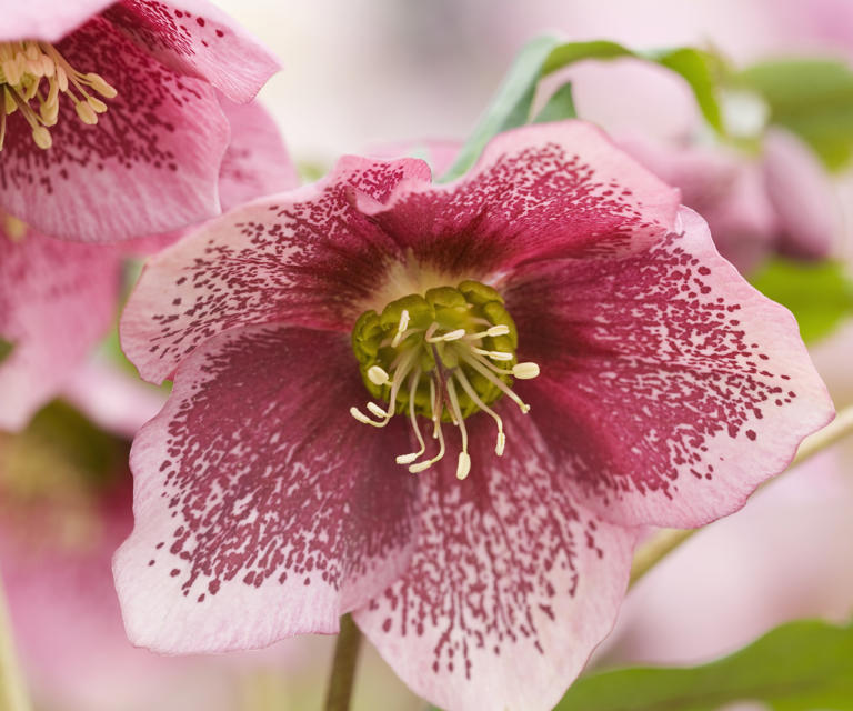 How and when to fertilize hellebores – for healthy plants and better ...