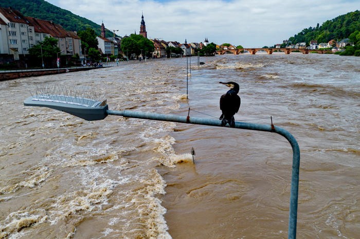 body of fifth victim is recovered as germany counts the cost of floods