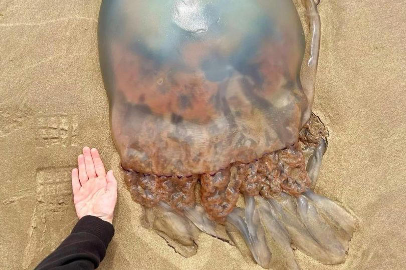 mysterious creature found washed up on beach dubbed 'stuff of nightmares'