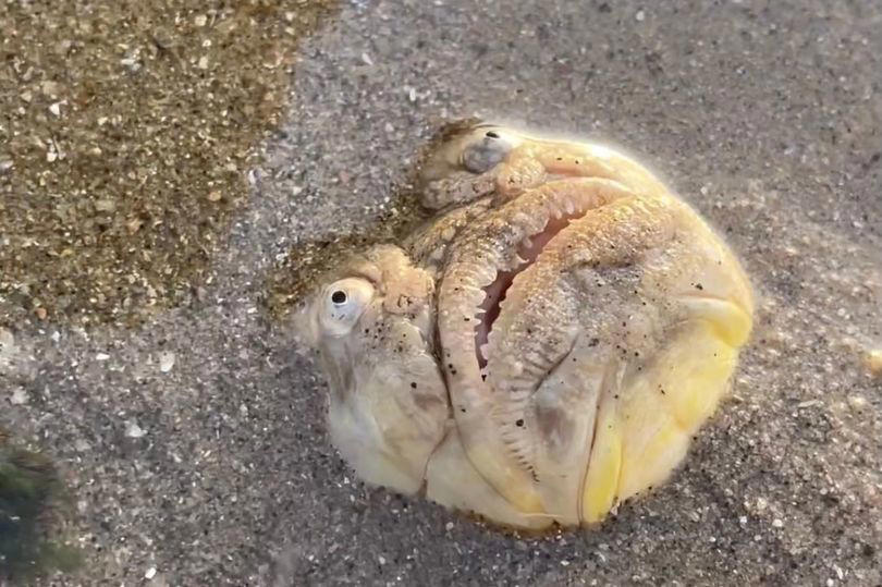 mysterious creature found washed up on beach dubbed 'stuff of nightmares'