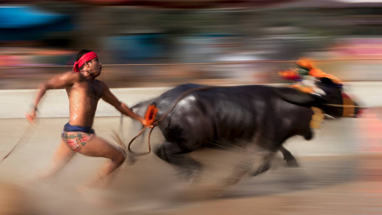 <p>Kambala is a traditional buffalo race held in the southwestern Indian state of Karnataka. During the race, jockeys ride barefoot on wooden planks attached to buffaloes as they sprint through muddy paddy fields.</p><p>The event is dangerous due to the high speeds, the unpredictability of the animals, and the slippery conditions. Falls and injuries to both the jockeys and buffaloes are common. Due to <a href="https://htschool.hindustantimes.com/editorsdesk/knowledge-vine/kambala-the-indian-tradition-of-buffalo-racing">animal rights issues</a>, the races were banned for a short time before being reinstated by India’s Supreme Court. </p>