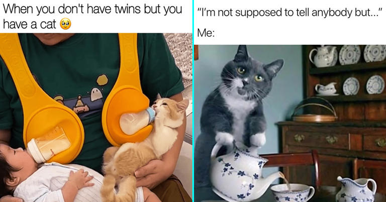 45 Funny Cat Memes That Will Have You Feline Fine All Week (June 4, 2024)