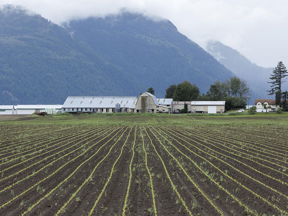 B.C. Election Results: Here's Who Abbotsford And Chilliwack Voters Elected