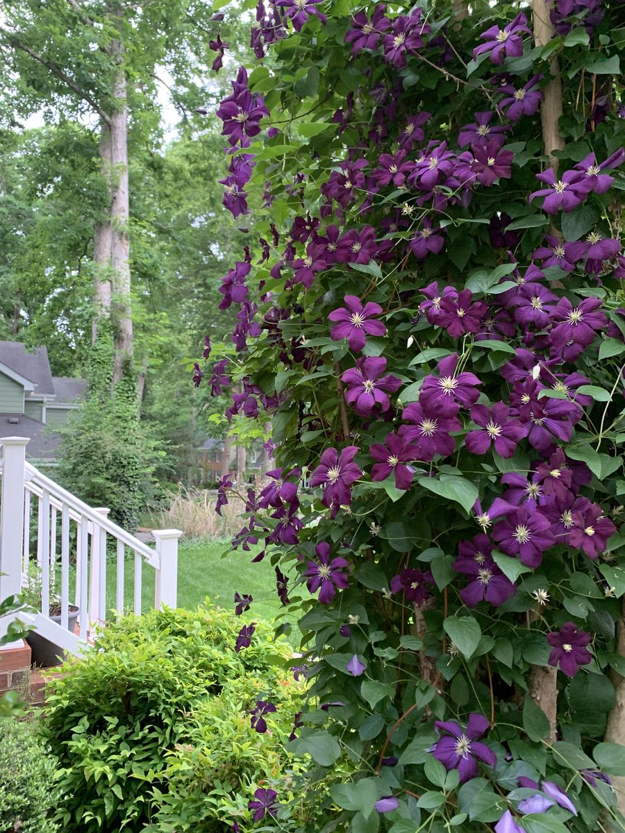 Add Magic to Your Garden with These Enchanting Flowering Vines