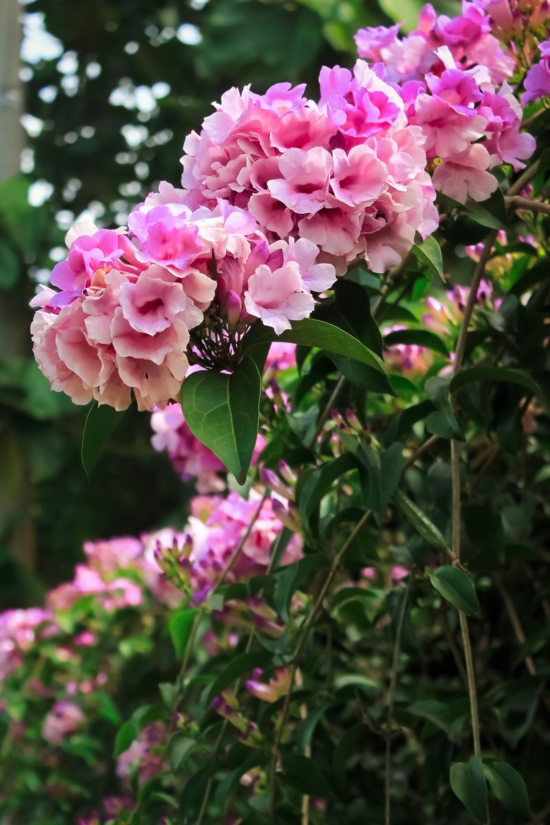 Add Magic to Your Garden with These Enchanting Flowering Vines