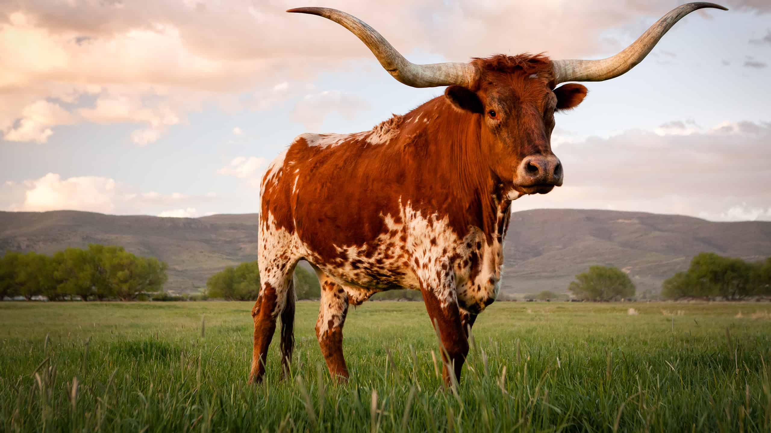 <p>Traditionally, ranches are measured in miles and acres. By these estimations, <strong>King Ranch is 825,000 acres large. Measured in miles, King Ranch is 1,289 square miles large.</strong></p>    <p>In comparison, other big Texas cities take up roughly a third of the square mileage that King Ranch encompasses. King Ranch's 1,200+ square miles dwarfs the square mileage of major cities like Houston, at 599.59 square miles, and San Antonio, at 460.93 square miles.</p>    <p>Acres and square miles have been used by both American and English agencies as a unit of measurement for land.</p><p>Sharks, lions, alligators, and more! Don’t miss today’s latest and most exciting animal news. <strong><a href="https://www.msn.com/en-us/channel/source/AZ%20Animals%20US/sr-vid-7etr9q8xun6k6508c3nufaum0de3dqktiq6h27ddeagnfug30wka">Click here to access the A-Z Animals profile page</a> and be sure to hit the <em>Follow</em> button here or at the top of this article!</strong></p> <p>Have feedback? Add a comment below!</p>