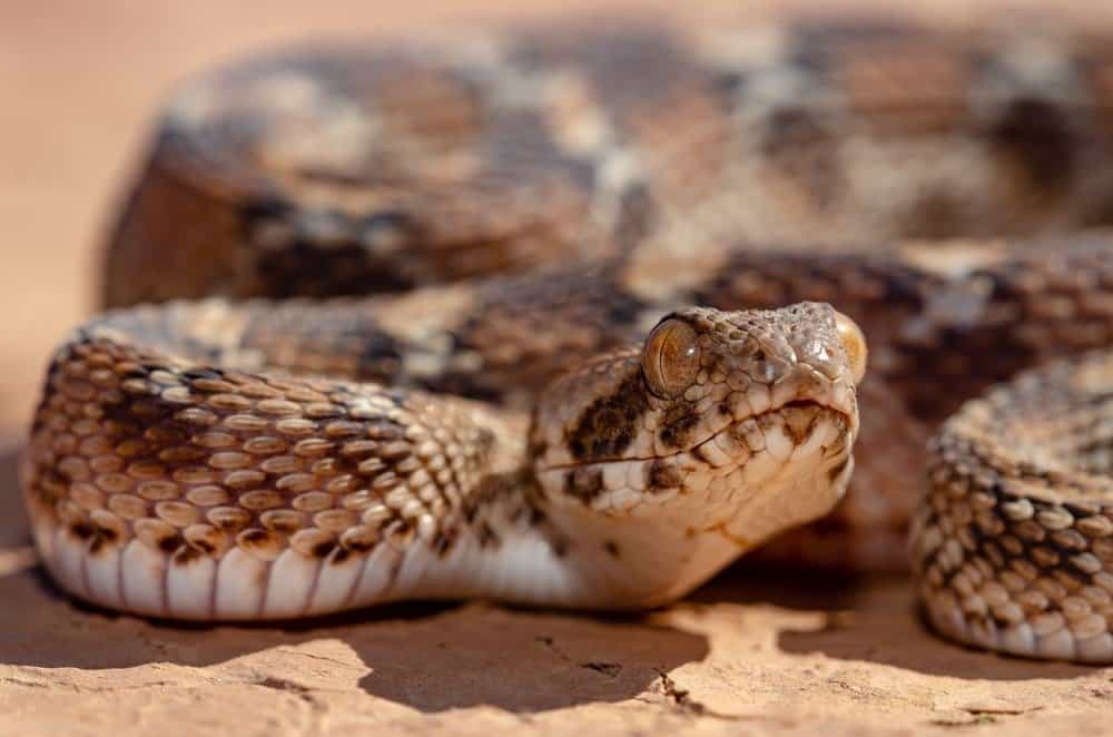 Discover 10 Snakes With The Deadliest Bites In The World