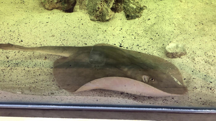 charlotte, the stingray made famous for her mystery pregnancy, has died