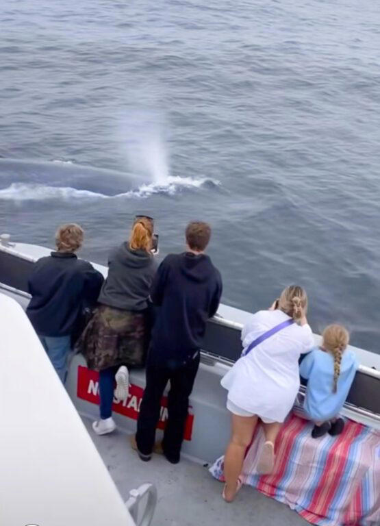 Summer Family Fun: Giant Blue Whales Seen on Newport Whale Watching Tours