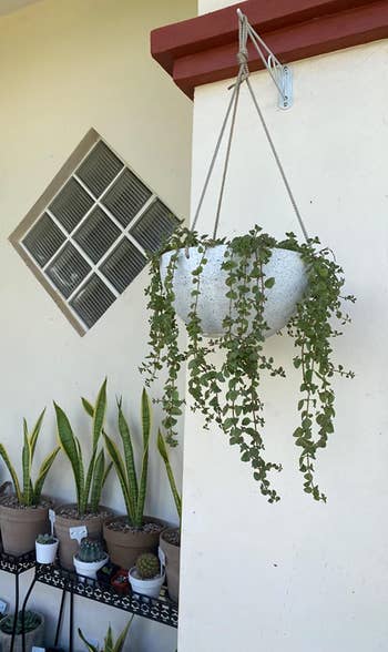 hanging plant in the speckled pot