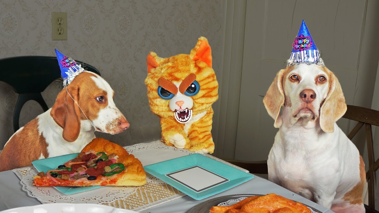 "Evil Cat Crashes the Party, and the Dogs Aren’t Happy"(01)