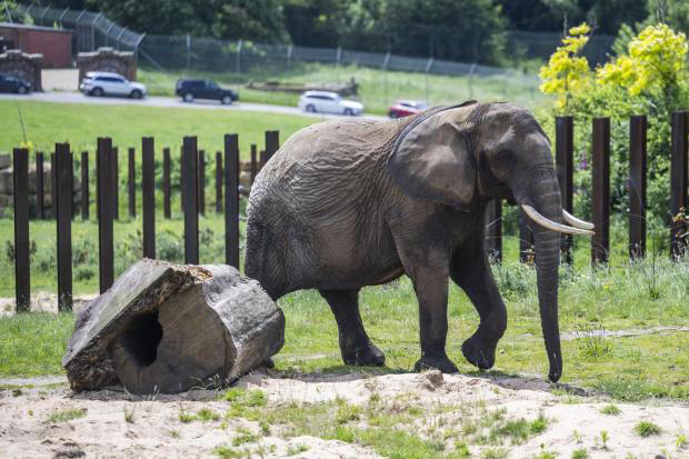 West Midlands Safari Park has added two elephants to its herd (Image: West Midlands Safari Park)