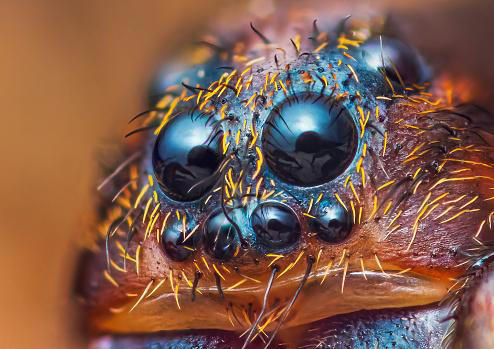 Os olhos das aranhas estão dispostos ao redor da cabeça, para proporcionarem um amplo campo de visão. (Fonte: Getty Images / Reprodução)