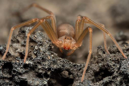 A aranha reclusa marrom, da espécie Loxosceles, tem seis olhos. (Fonte: Getty Images / Reprodução)