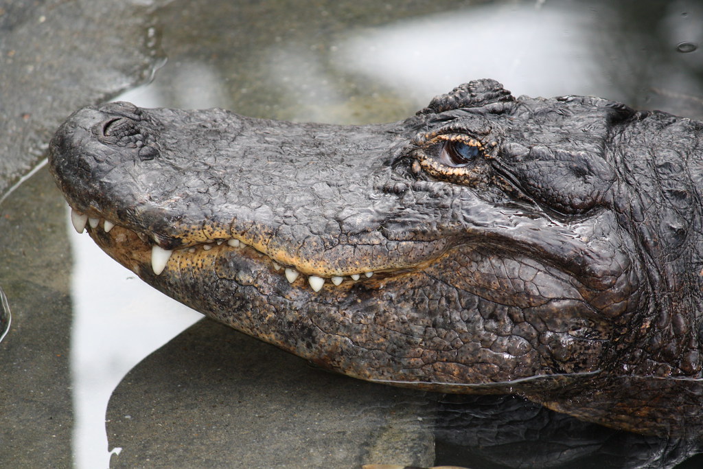 <p>The alligator was found and killed in Autaugaville, Alabama in 2014. It's still the record holder in 2023. A few gators have come close, but no one's been able to beat the record as of yet.</p>    <p>The Stokes alligator was stuffed and specially mounted before it was given to the Montgomery Zoo in Alabama.</p><p>Remember to scroll up and hit the ‘Follow’ button to keep up with the newest stories from Seattle Travel on your Microsoft Start feed or MSN homepage!</p>