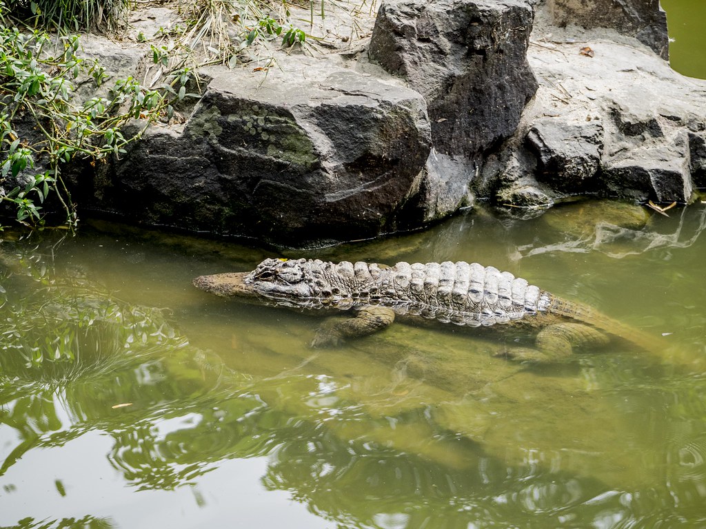 <p>Though this alligator was found relatively recently (in 1989), it was before standardized measurements and official weightings were standard practice. This has led many people to doubt the size of the beast as it stands out quite far from other gators found in recent history.</p><p>Remember to scroll up and hit the ‘Follow’ button to keep up with the newest stories from Seattle Travel on your Microsoft Start feed or MSN homepage!</p>