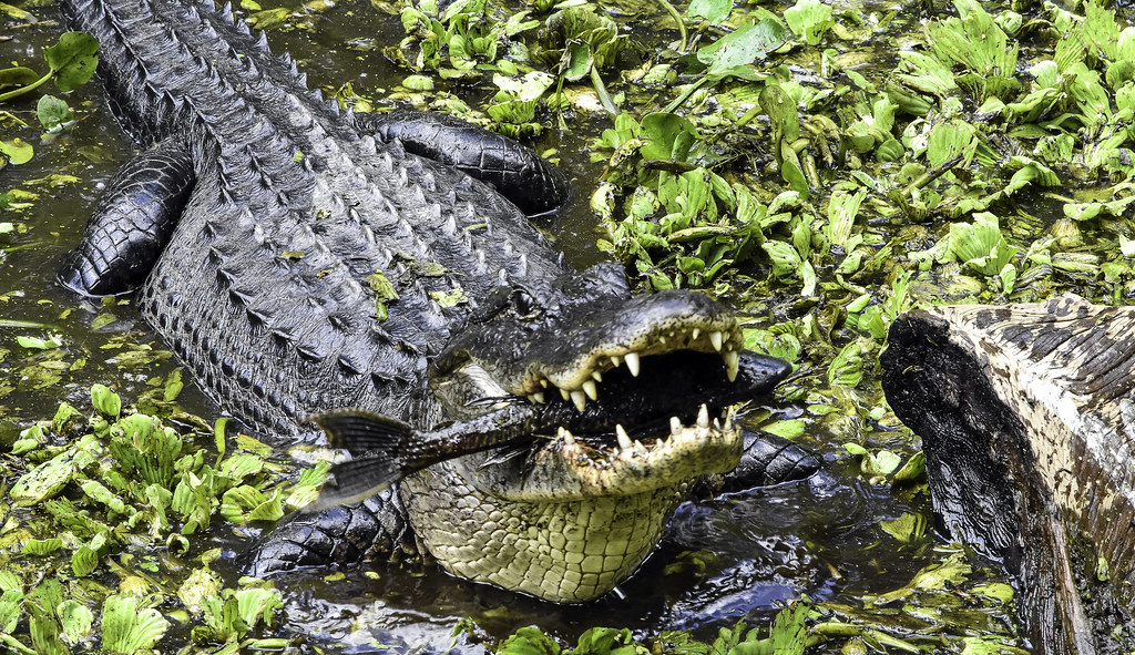 <p>In 2010, Florida hunter Robert Ammerman broke a 13-year record for the largest alligator in Florida. Before, the record was 14 feet and 5/8 inches. However, Ammerman managed to squeeze just past that record with a 14-foot, 3-inch alligator. </p><p>Remember to scroll up and hit the ‘Follow’ button to keep up with the newest stories from Seattle Travel on your Microsoft Start feed or MSN homepage!</p>
