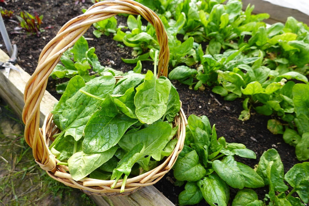 Ce Légume Est Le Plus Contaminé Par Les Pesticides, Selon 60 Millions ...