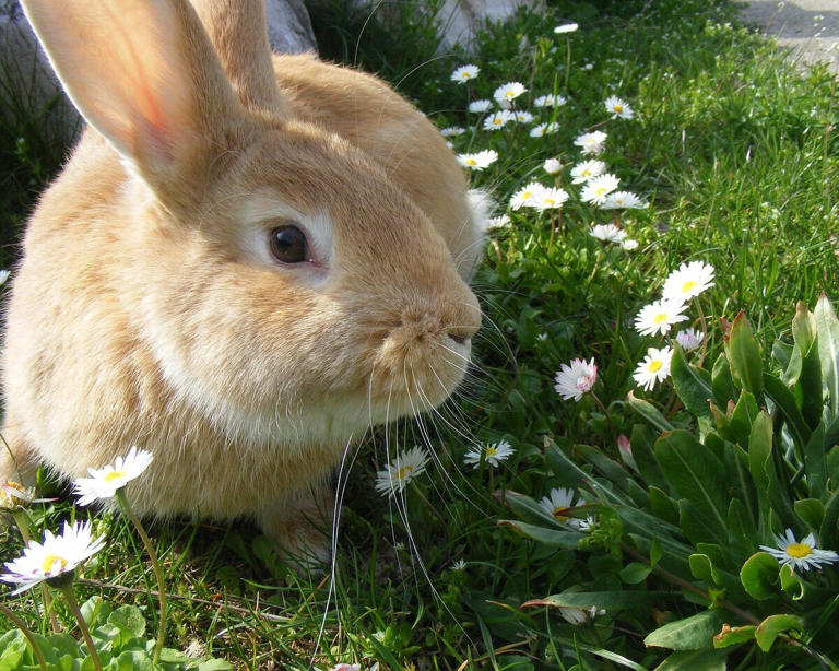 Domestic vs. wild rabbits: What you need to know