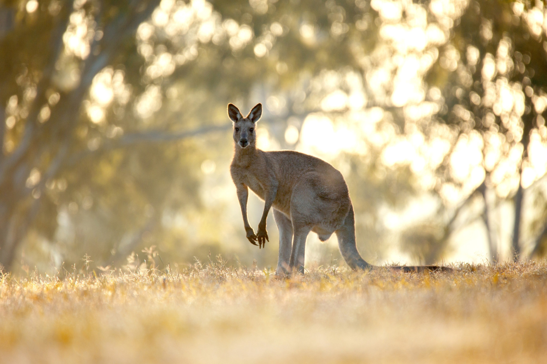 <p>Many native animal names come from Aboriginal languages, including kangaroo, koala, wombat, and kookaburra.</p><p><a href="https://www.msn.com/en-us/community/channel/vid-7xx8mnucu55yw63we9va2gwr7uihbxwc68fxqp25x6tg4ftibpra?cvid=94631541bc0f4f89bfd59158d696ad7e">Follow us and access great exclusive content every day</a></p>