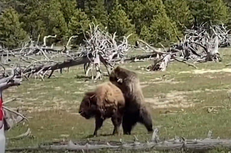 Bear attacks bison at Yellowstone National Park