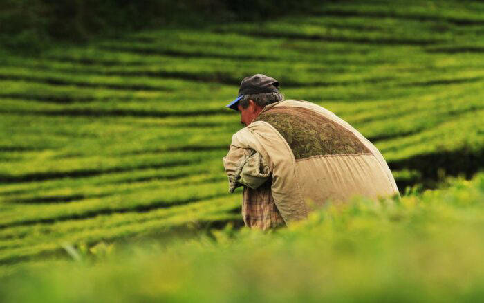 Investigadores estudian uso de excremento de vaca para producción de hidrógeno