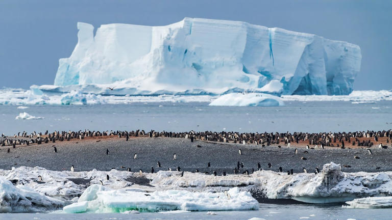 AdventureSmith Explorations has new itineraries in Antarctica