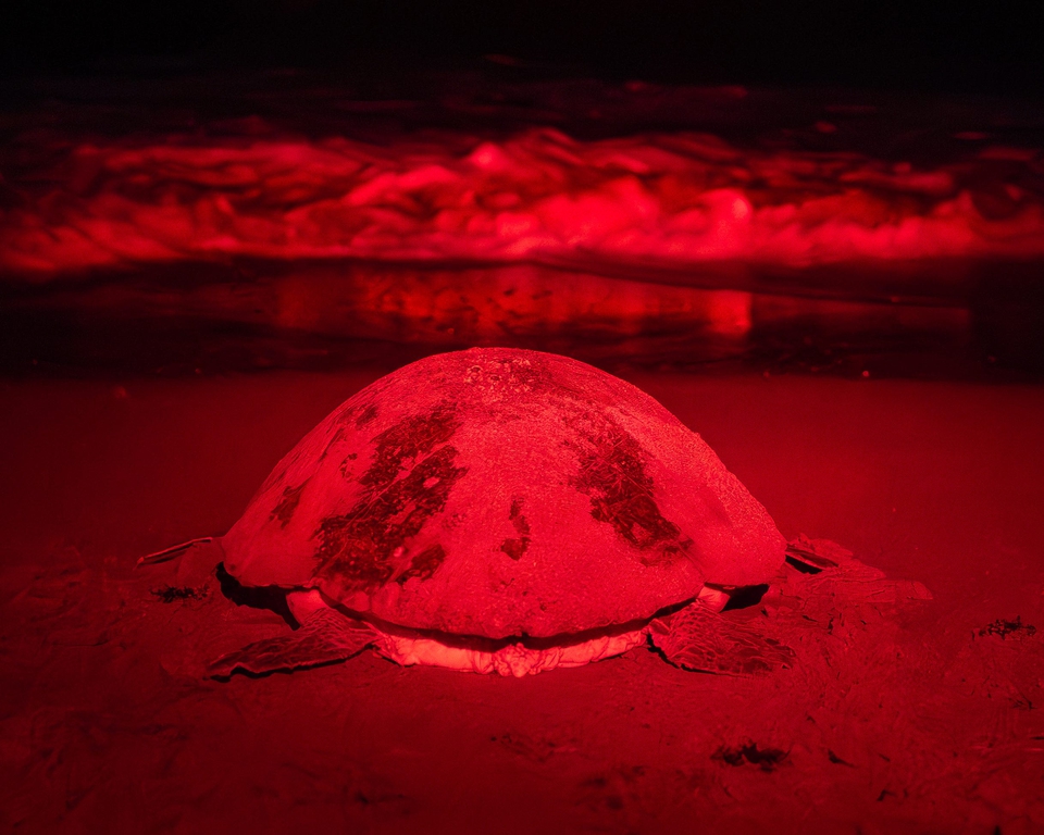 A night to remember for sea turtle enthusiasts