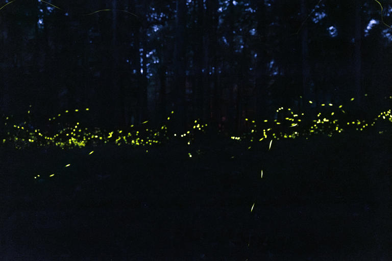 ‘Always wanted to do this’ | Great Smoky Mountains synchronized firefly ...