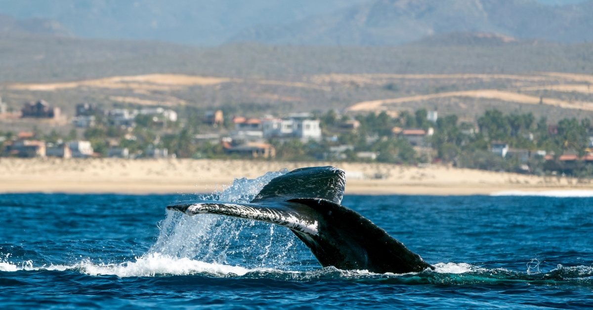 <p> Depending on the time of year, you can take whale-watching trips to see these majestic creatures everywhere from the coast of Maine to Los Cabos, Mexico. Just make sure your trip aligns with when they’re most likely to be in the area’s waters. </p>