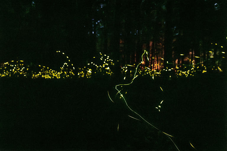 ‘Always wanted to do this’ | Great Smoky Mountains synchronized firefly ...