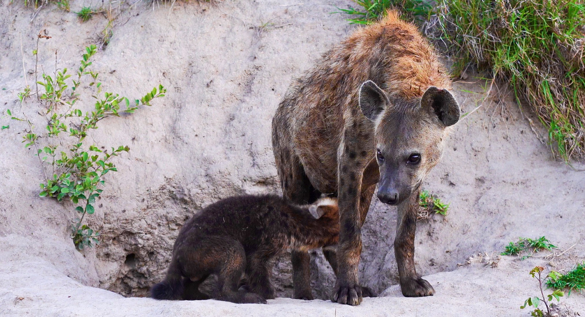 Top 10: CUTEST Animals of the Week