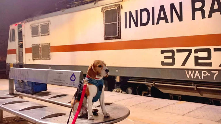 Thousands Of Pets Travel By Trains From Pune, Here's How Yours Can Too!