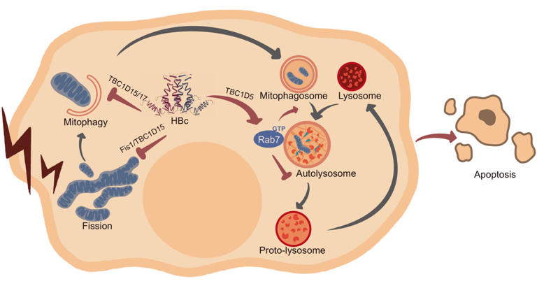 Transgenic murine model expresses BCP-mutated hepatitis B virus genome