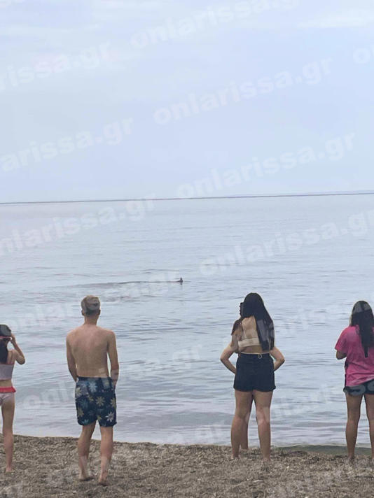 Λάρισα: Καρχαριοειδές εμφανίστηκε κοντά σε παραλία – Τρόμος για τους λουόμενους – ΦΩΤΟ