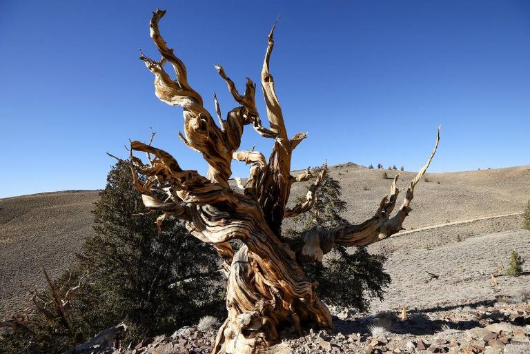 <p>According to the National Park Service, there's a tree in the White Mountain range of eastern California called Methuselah that is over 4,850 years old. This makes it the world's oldest living tree.</p> <p>Since <i>Science</i> confirmed that the last woolly mammoths died out about 3,700 years ago, Methuselah would have already lived for at least 1,100 years before that happened.</p>